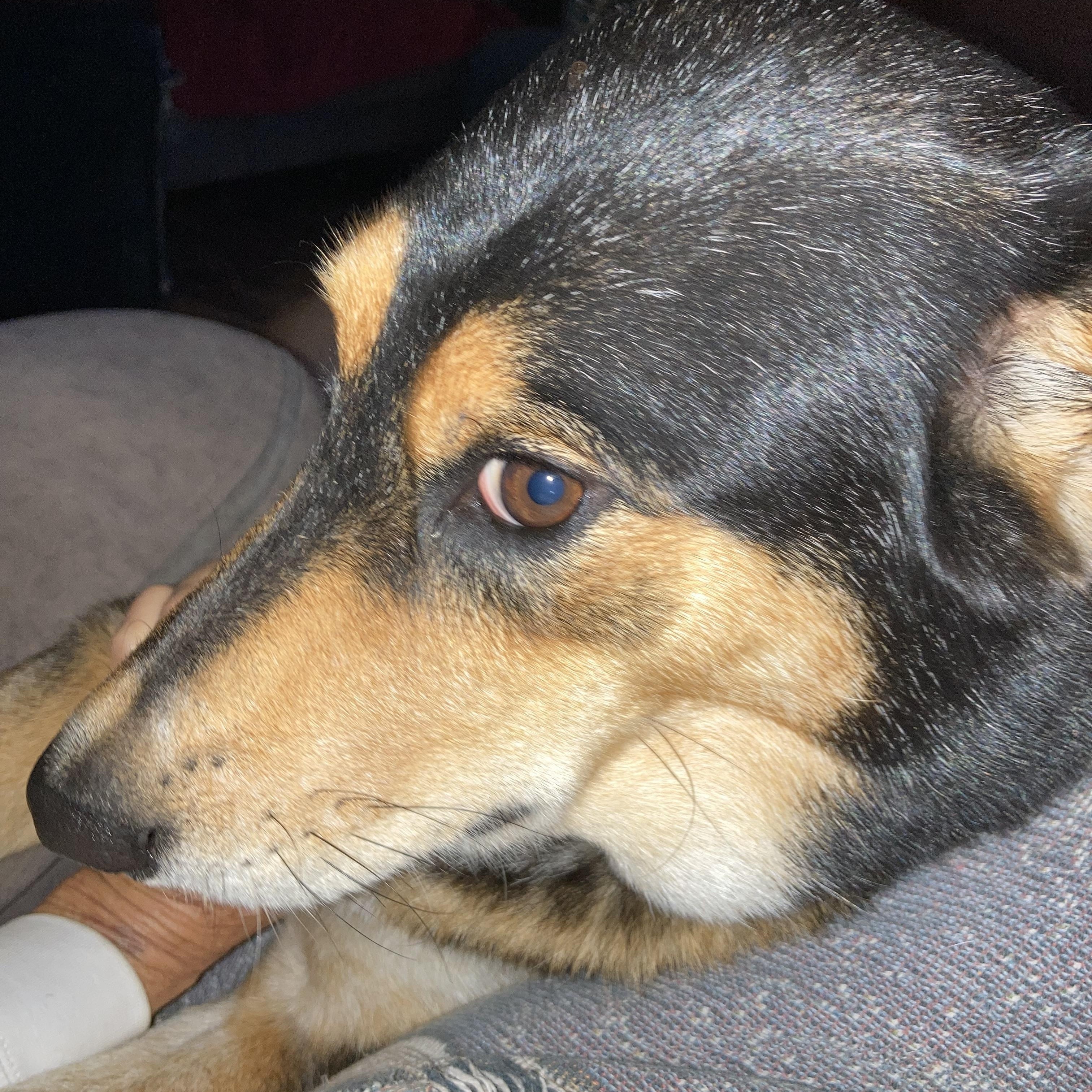 Maggie, a Adoptable mixed breed in Houston, TX image 2/6