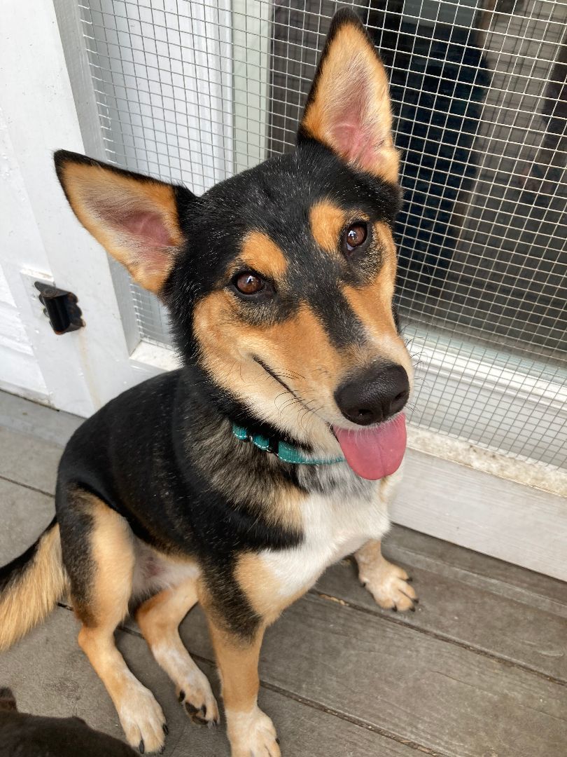 Maggie, a Adoptable mixed breed in Houston, TX image 1/6