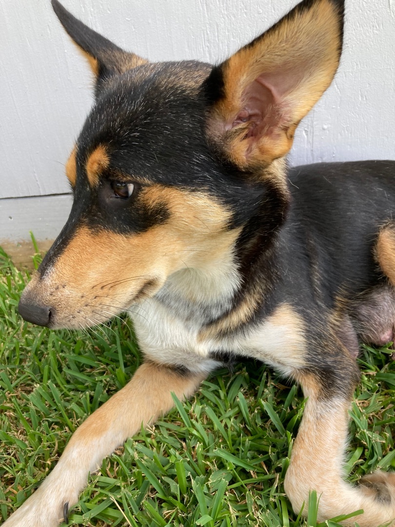 Maggie, a Adoptable mixed breed in Houston, TX image 3/6