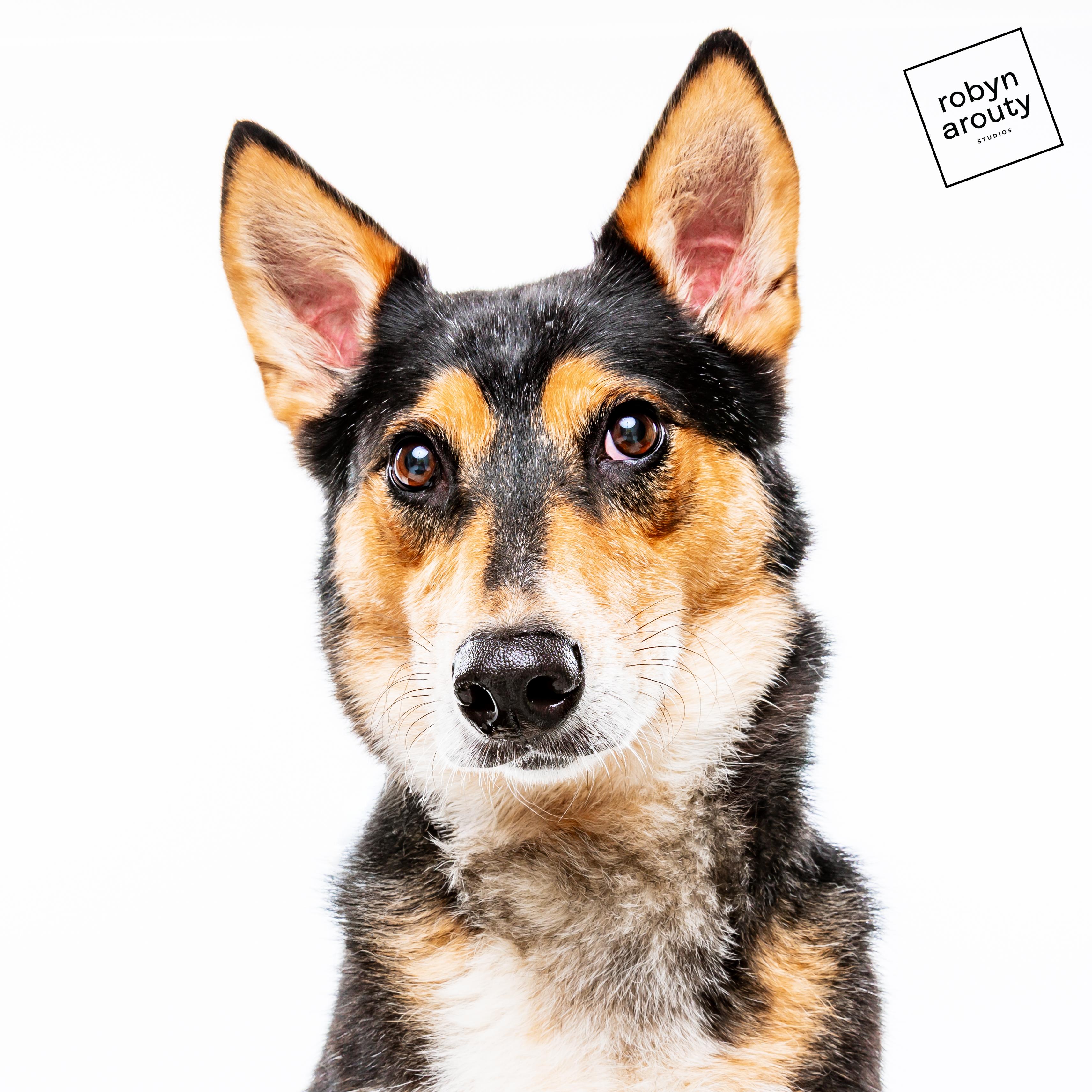 Enlarge Maggie, a Adoptable mixed breed in Houston, TX image 3/6