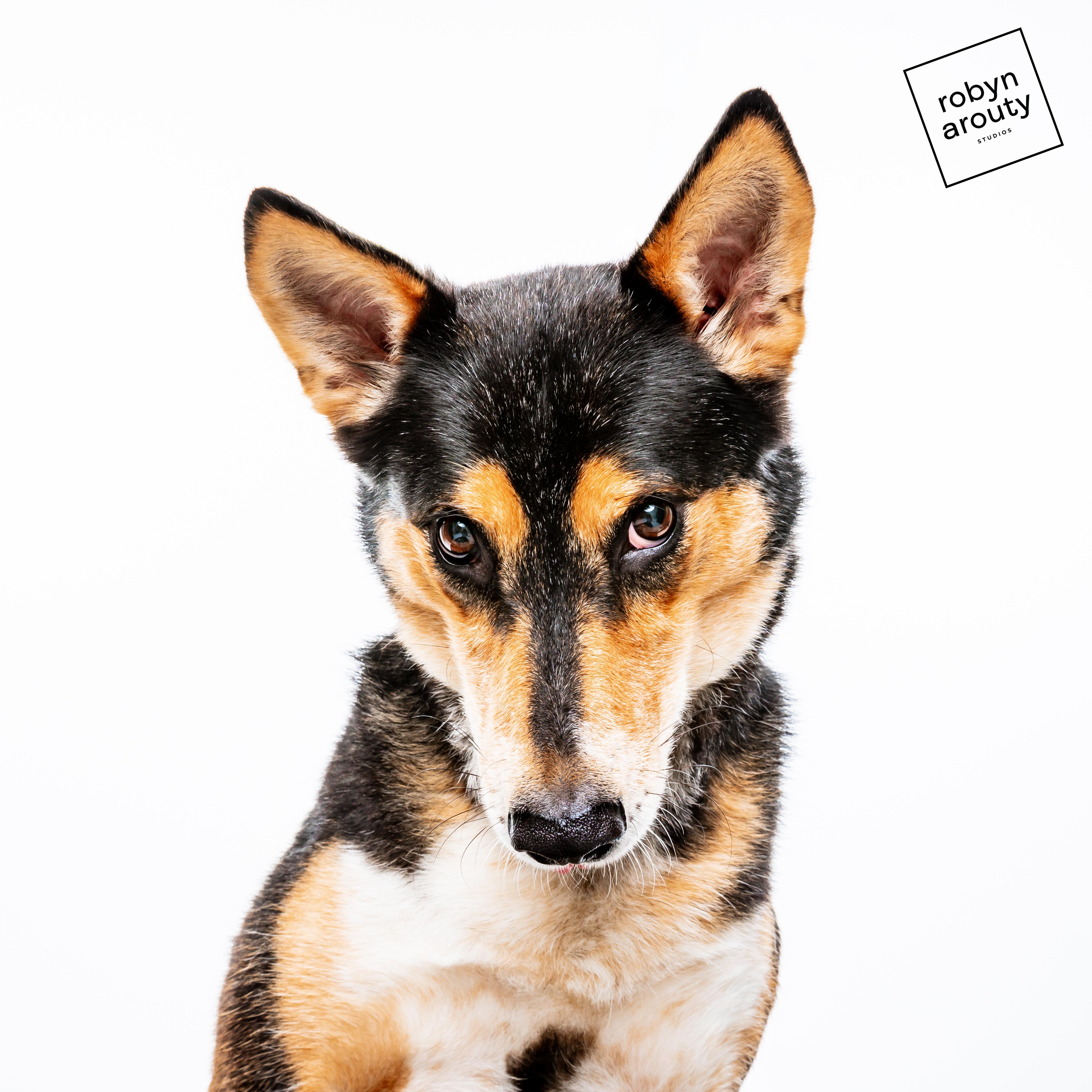 Maggie, Adoptable, Adult Female Australian Kelpie.