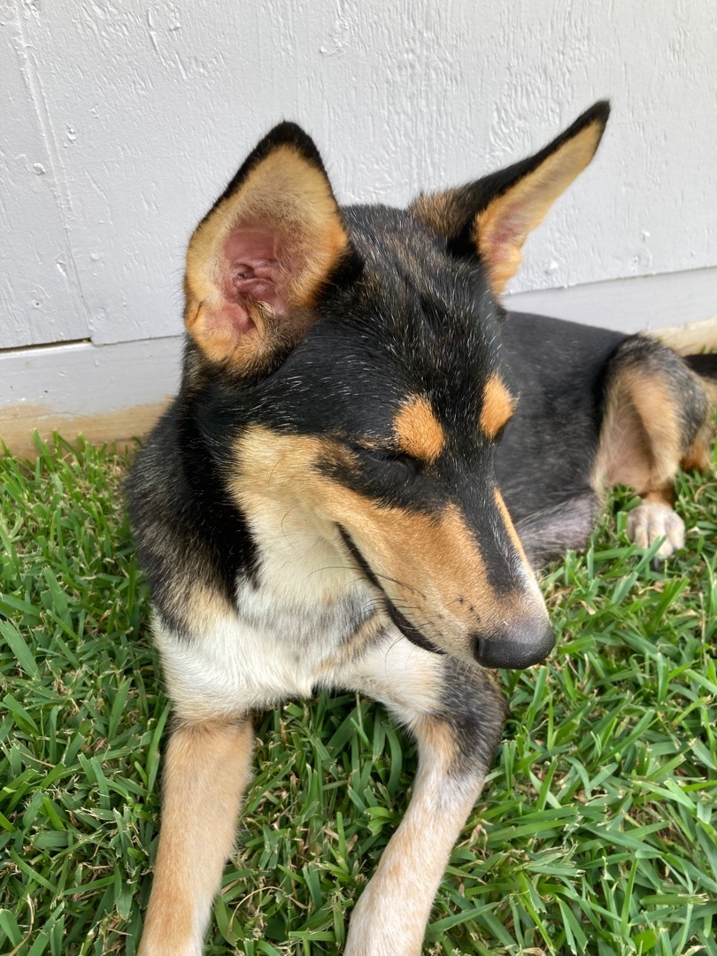 Maggie, a Adoptable mixed breed in Houston, TX image 4/6