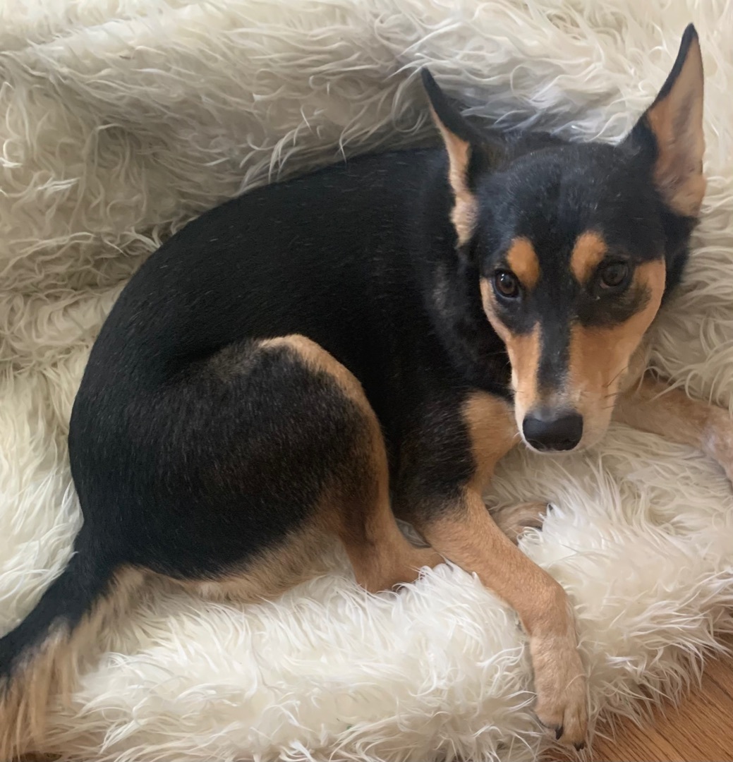 Maggie, a Adoptable mixed breed in Houston, TX image 5/6