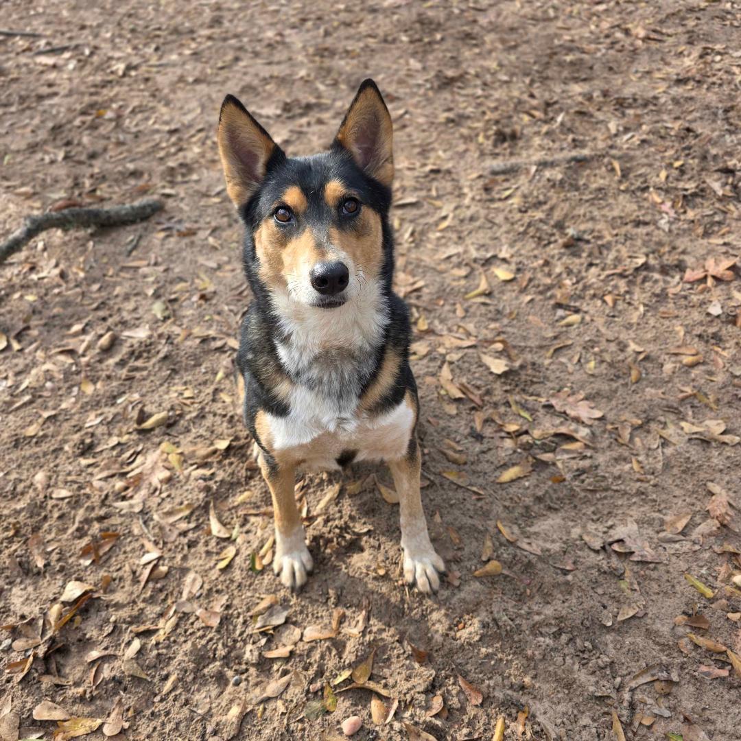 Maggie, Adoptable, Adult Female Australian Kelpie.