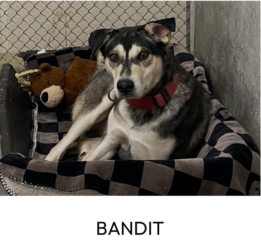 Enlarge Bandit, a ADOPTABLE mixed breed in Portales, NM image 1/1