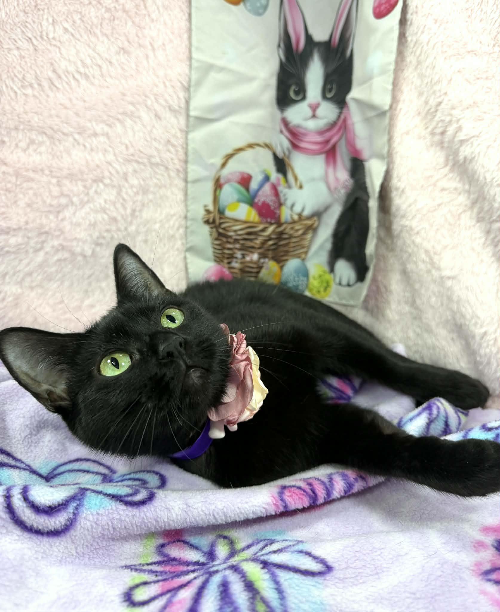 Enlarge Coffee, a ADOPTABLE Domestic Short Hair in Tavares, FL image 2/2