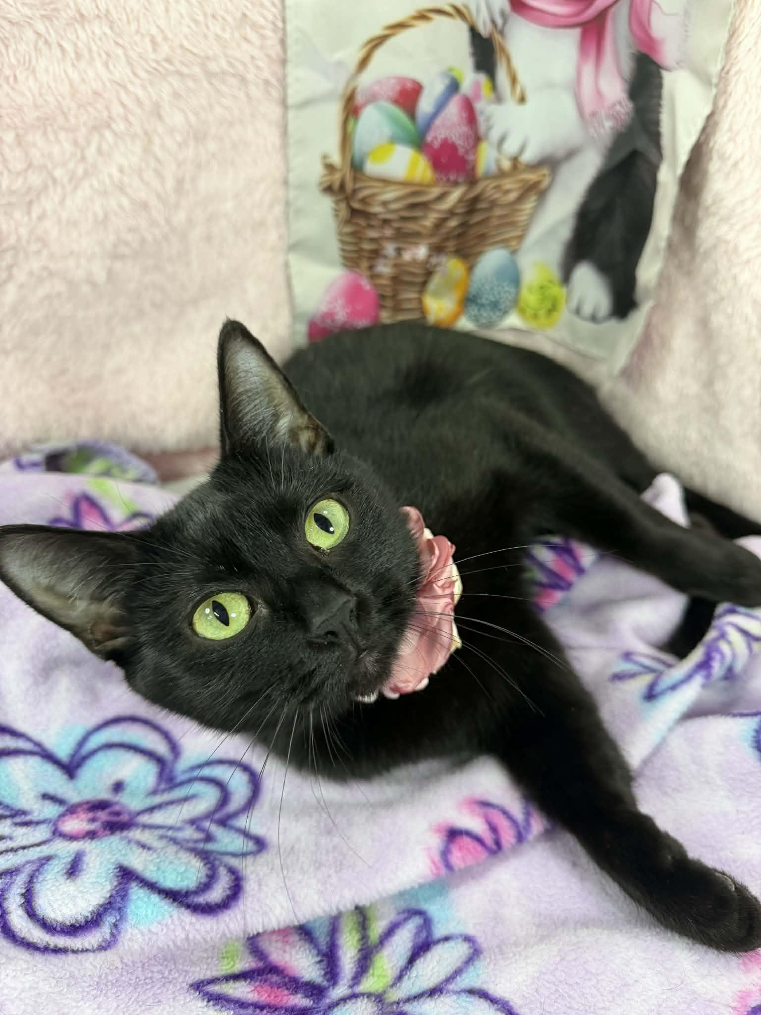 Enlarge Coffee, a ADOPTABLE Domestic Short Hair in Tavares, FL image 1/2