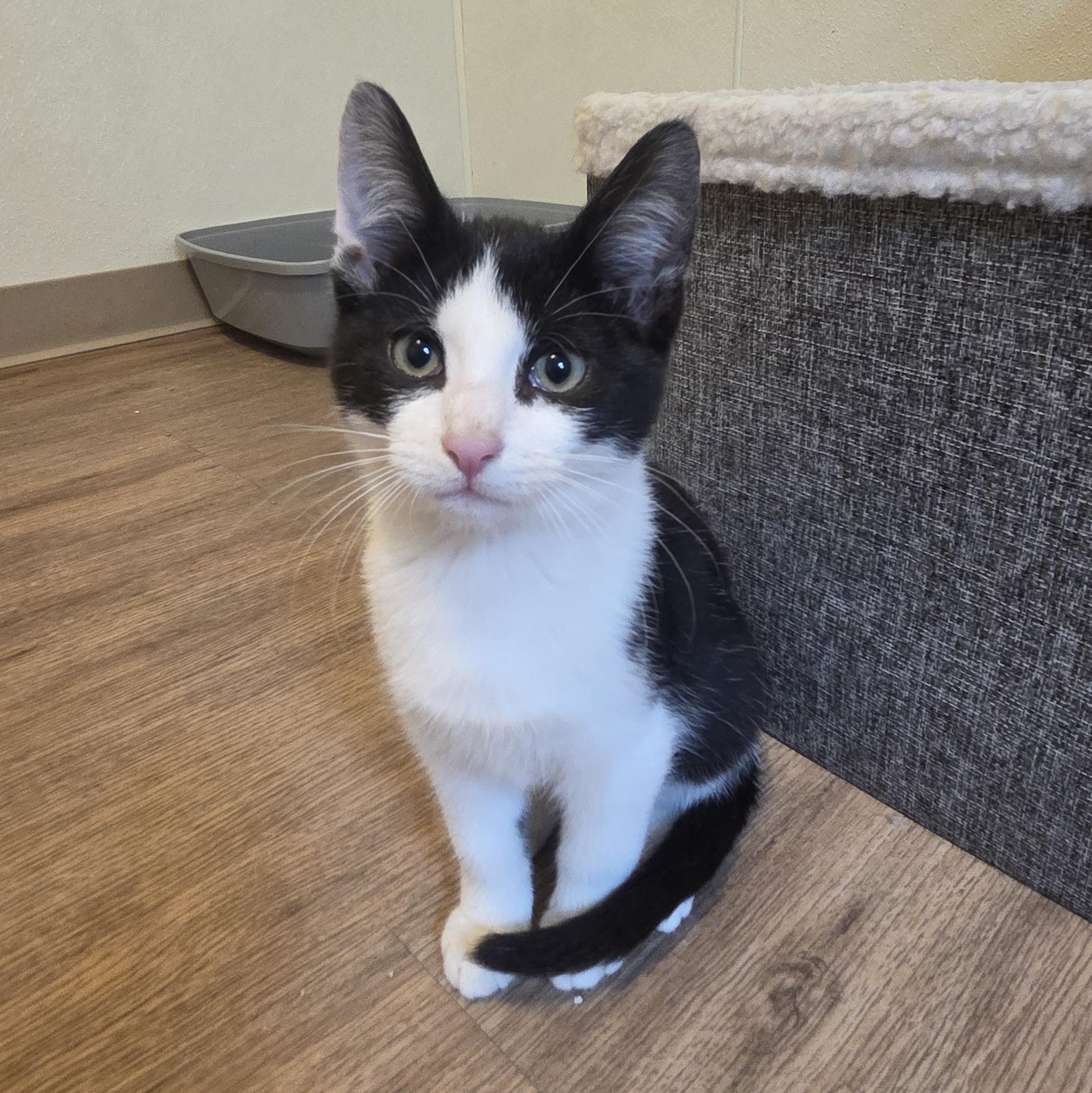 Enlarge Benny, a Adoptable Domestic Short Hair in Manistique, MI image 1/1