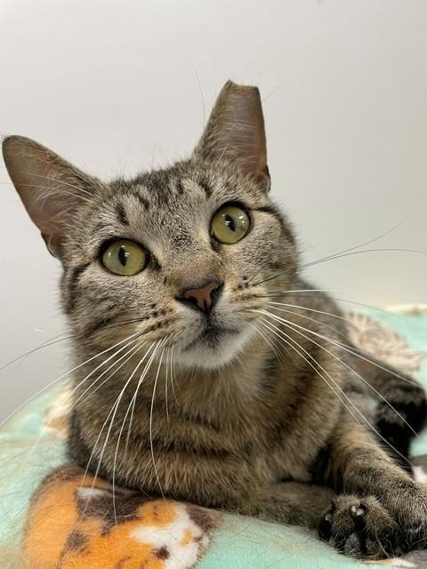 Sweepy, ADOPTABLE, Adult Female Domestic Short Hair.
