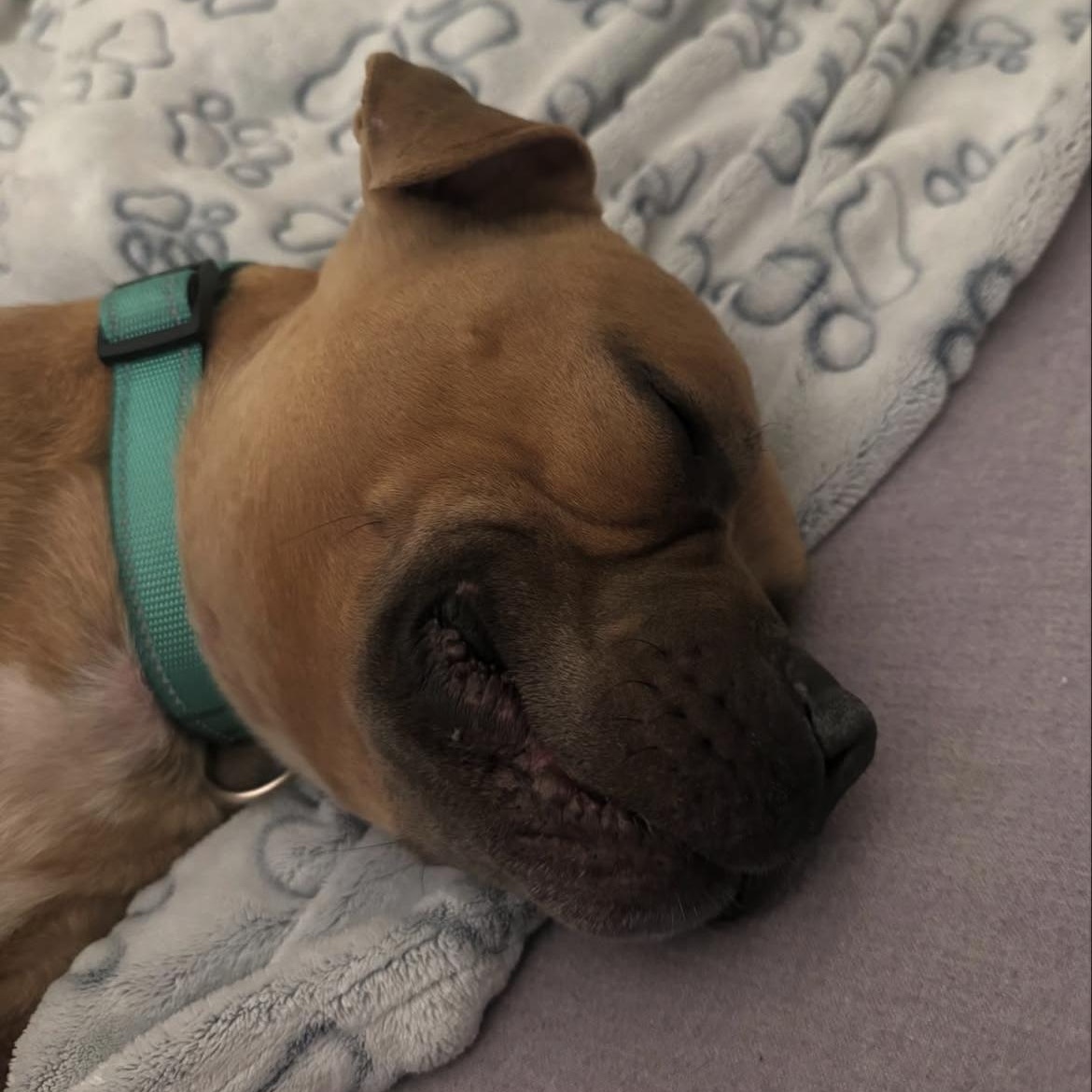 Chico, Adoptable, Adult Male Pit Bull Terrier.