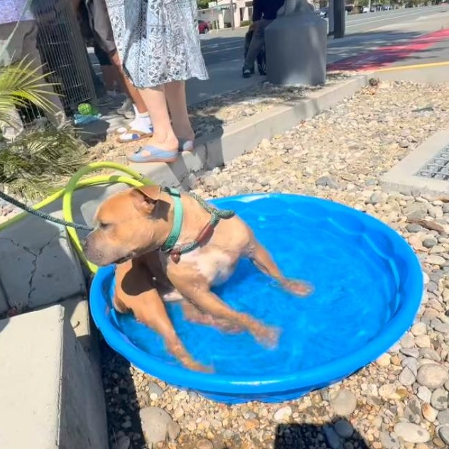 Enlarge Chico, a Adoptable mixed breed in Kensington, CA image 2/4