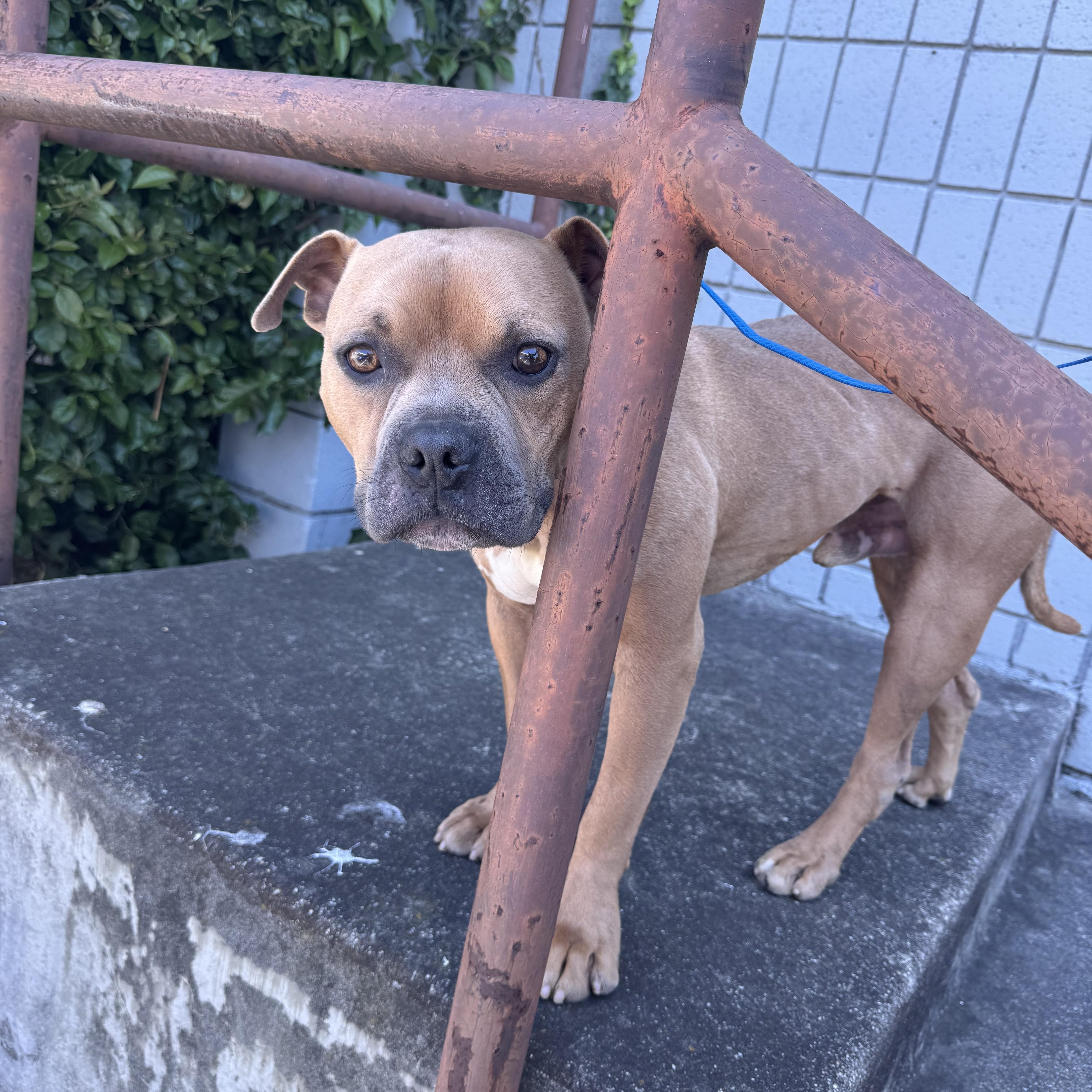 Enlarge Chico, a Adoptable mixed breed in Kensington, CA image 3/4