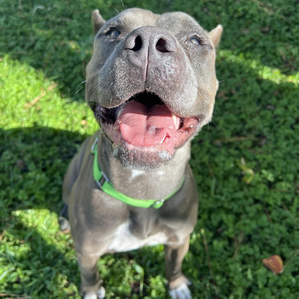 Enlarge Lorelei, a Adoptable Pit Bull Terrier in Spring, TX image 1/6