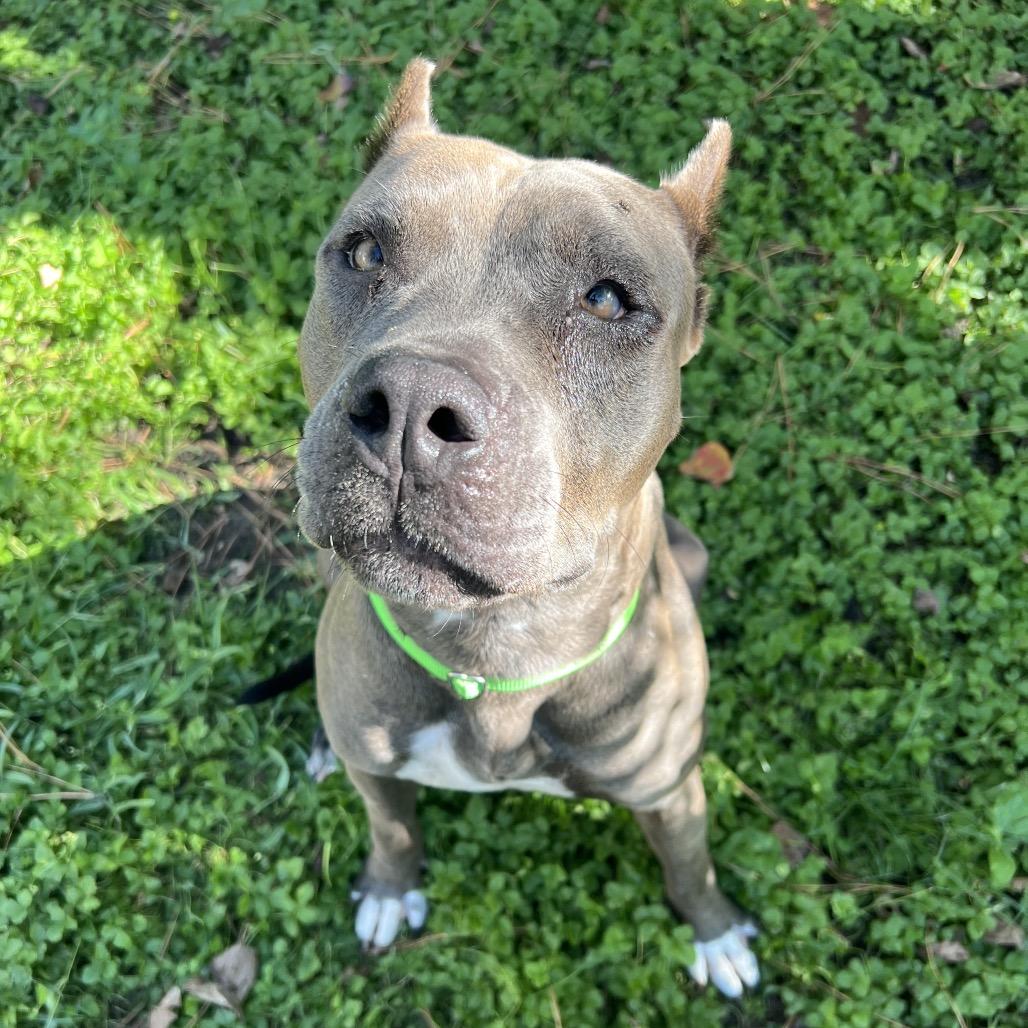 Enlarge Lorelei, a Adoptable Pit Bull Terrier in Spring, TX image 2/6