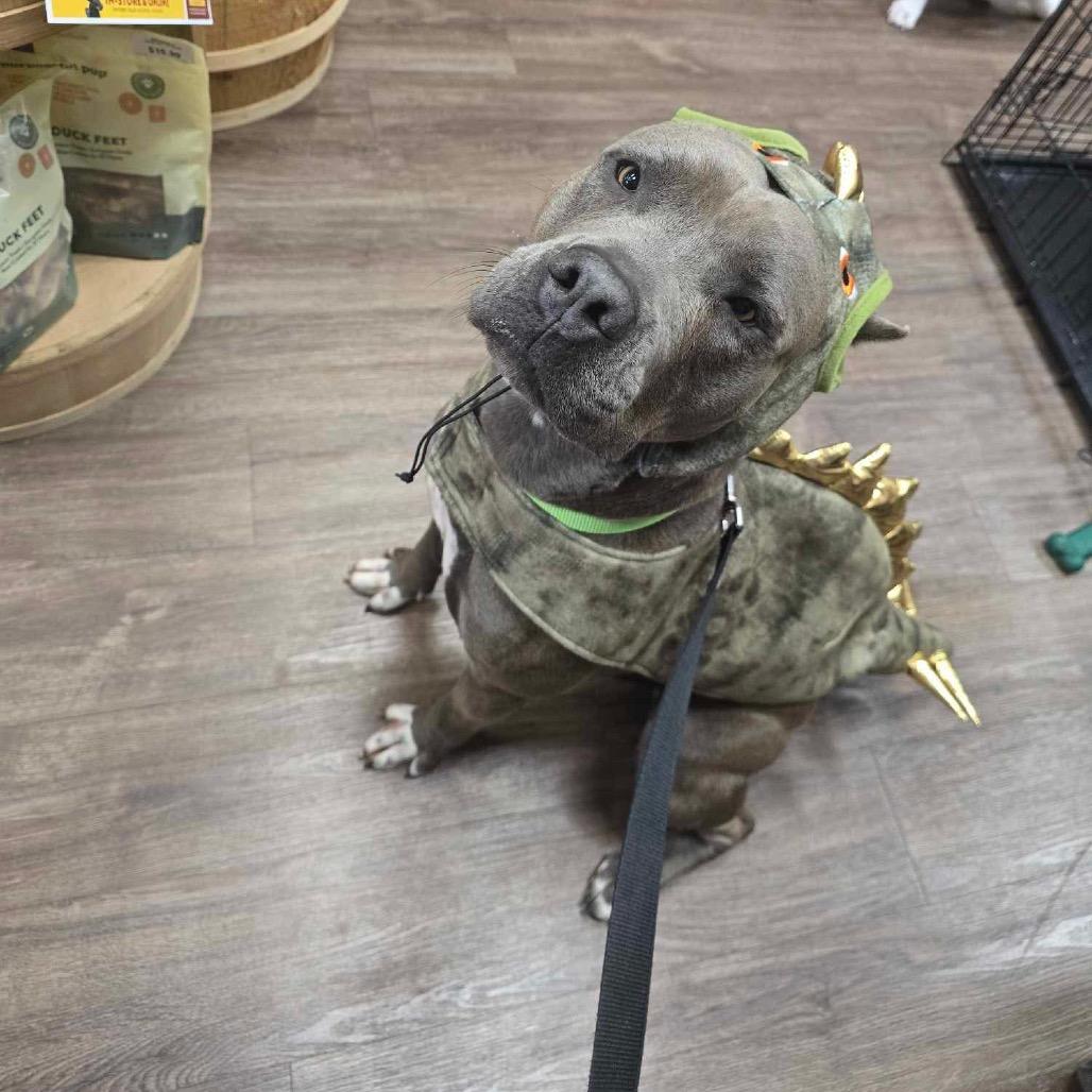 Enlarge Lorelei, a Adoptable Pit Bull Terrier in Spring, TX image 3/6