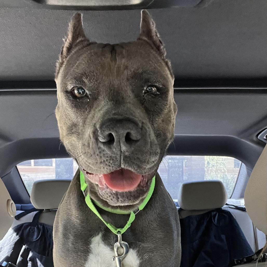 Enlarge Lorelei, a Adoptable Pit Bull Terrier in Spring, TX image 4/6