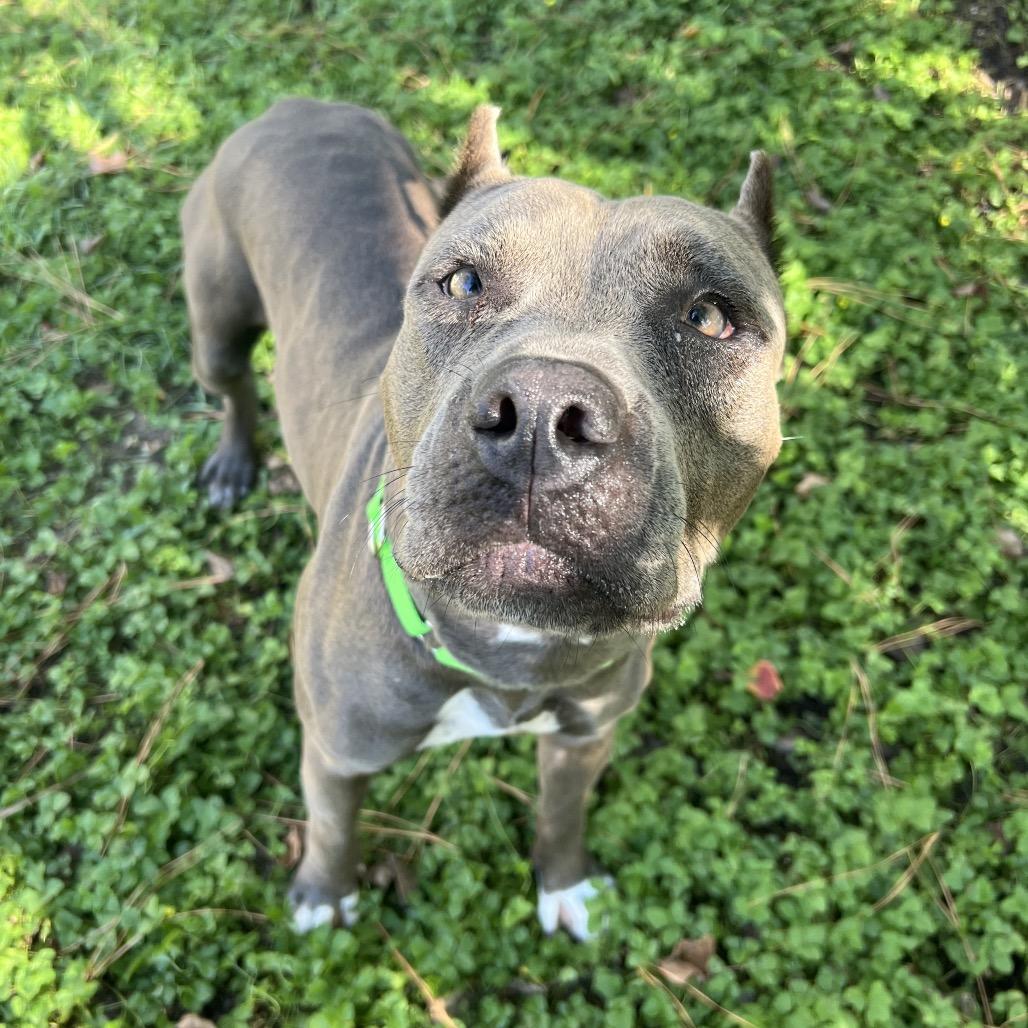 Enlarge Lorelei, a Adoptable Pit Bull Terrier in Spring, TX image 5/6