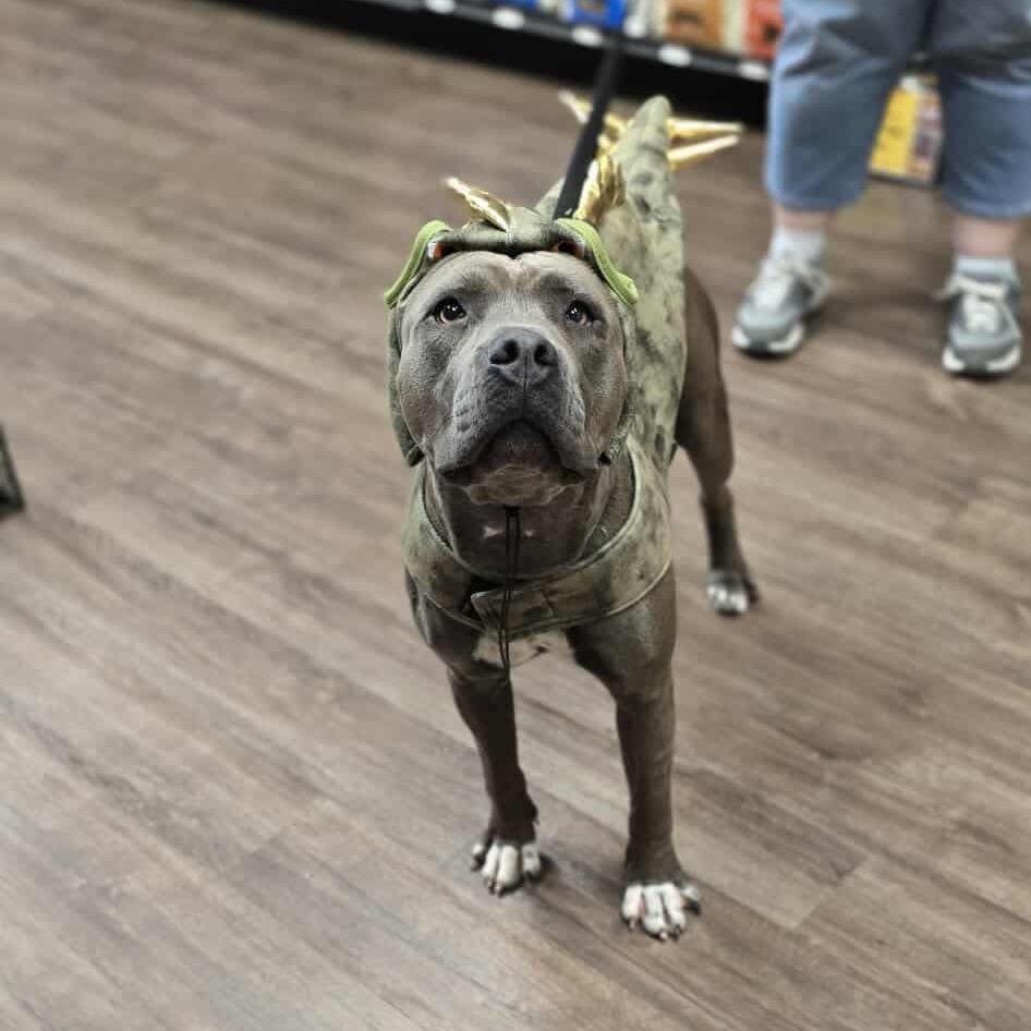 Enlarge Lorelei, a Adoptable Pit Bull Terrier in Spring, TX image 6/6