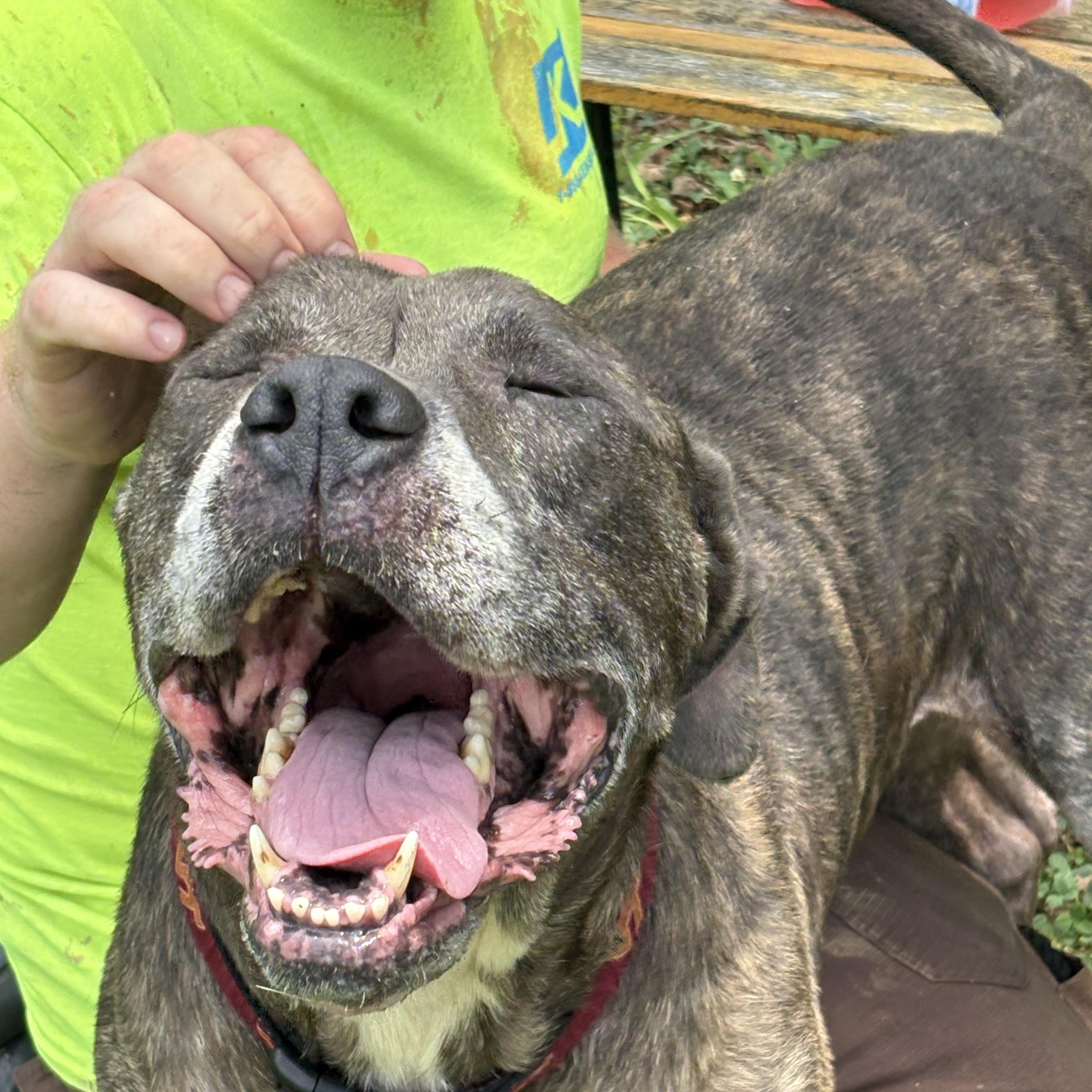 Bobo, an adoptable Bullmastiff in Saluda, VA, 23149 | Photo Image 3