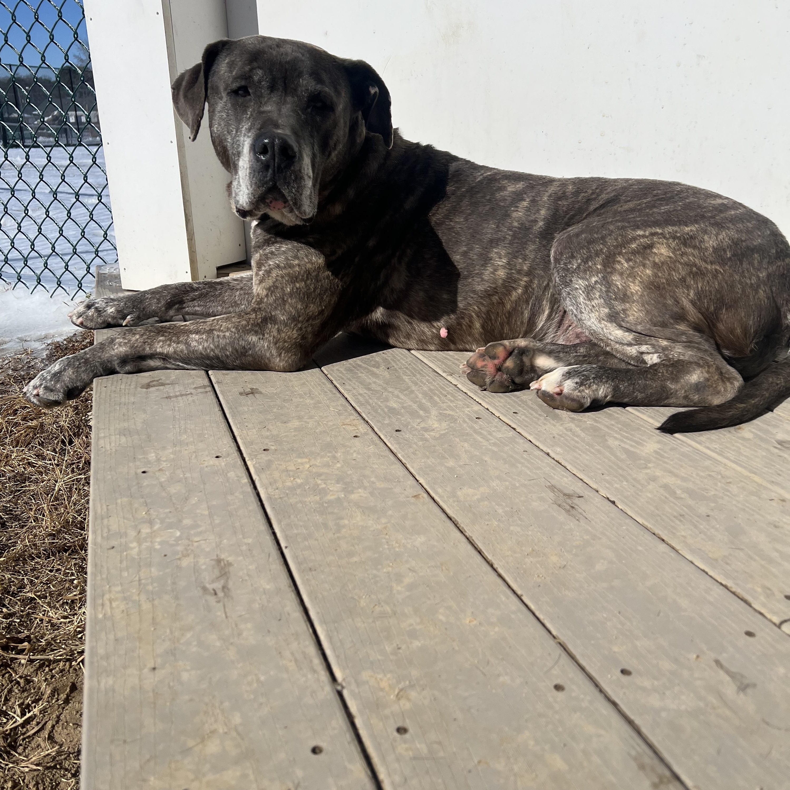 Enlarge Bobo, a Adoptable mixed breed in Saluda, VA image 2/6