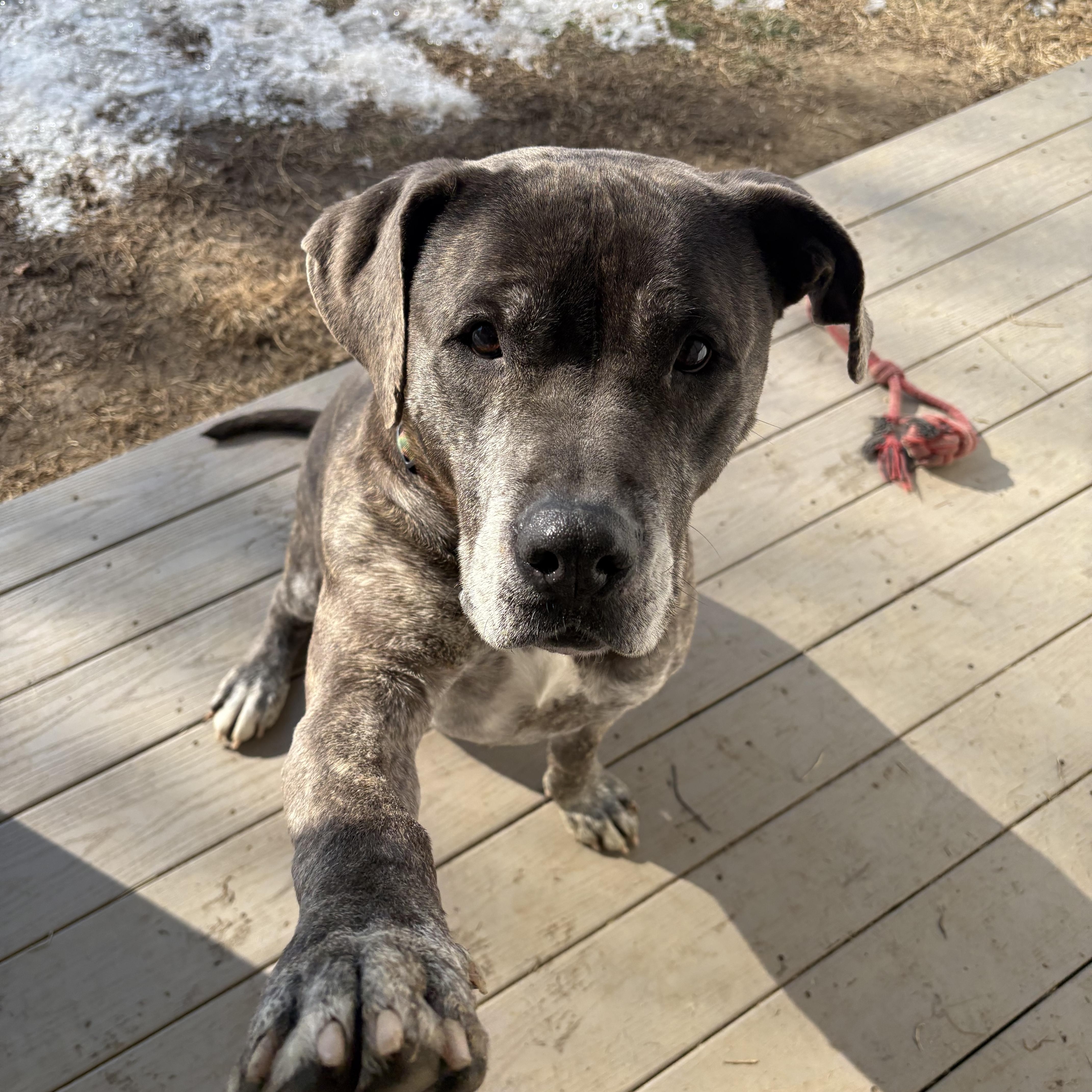 Enlarge Bobo, a Adoptable mixed breed in Saluda, VA image 6/6