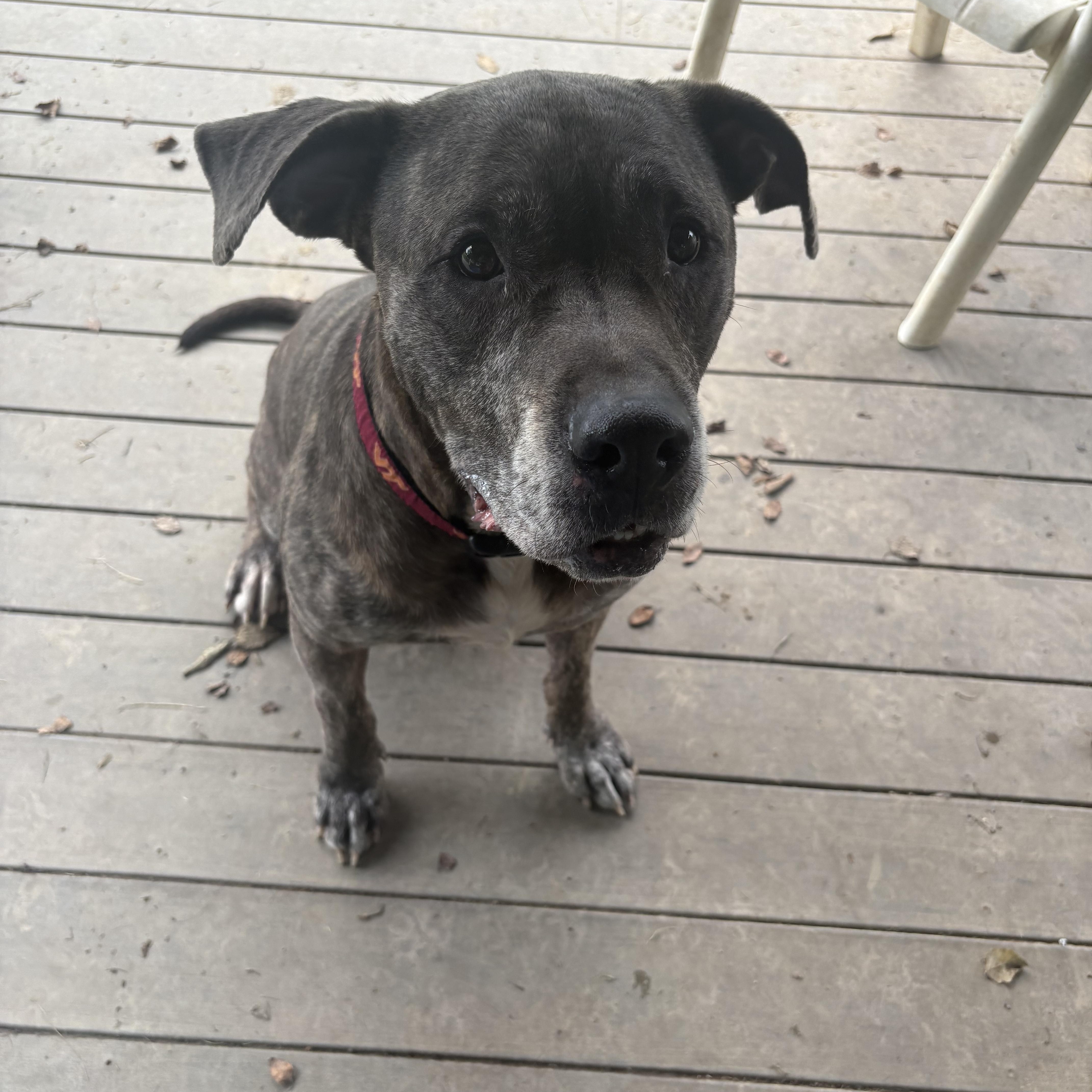 Bobo, a Adoptable mixed breed in Saluda, VA image 6/6