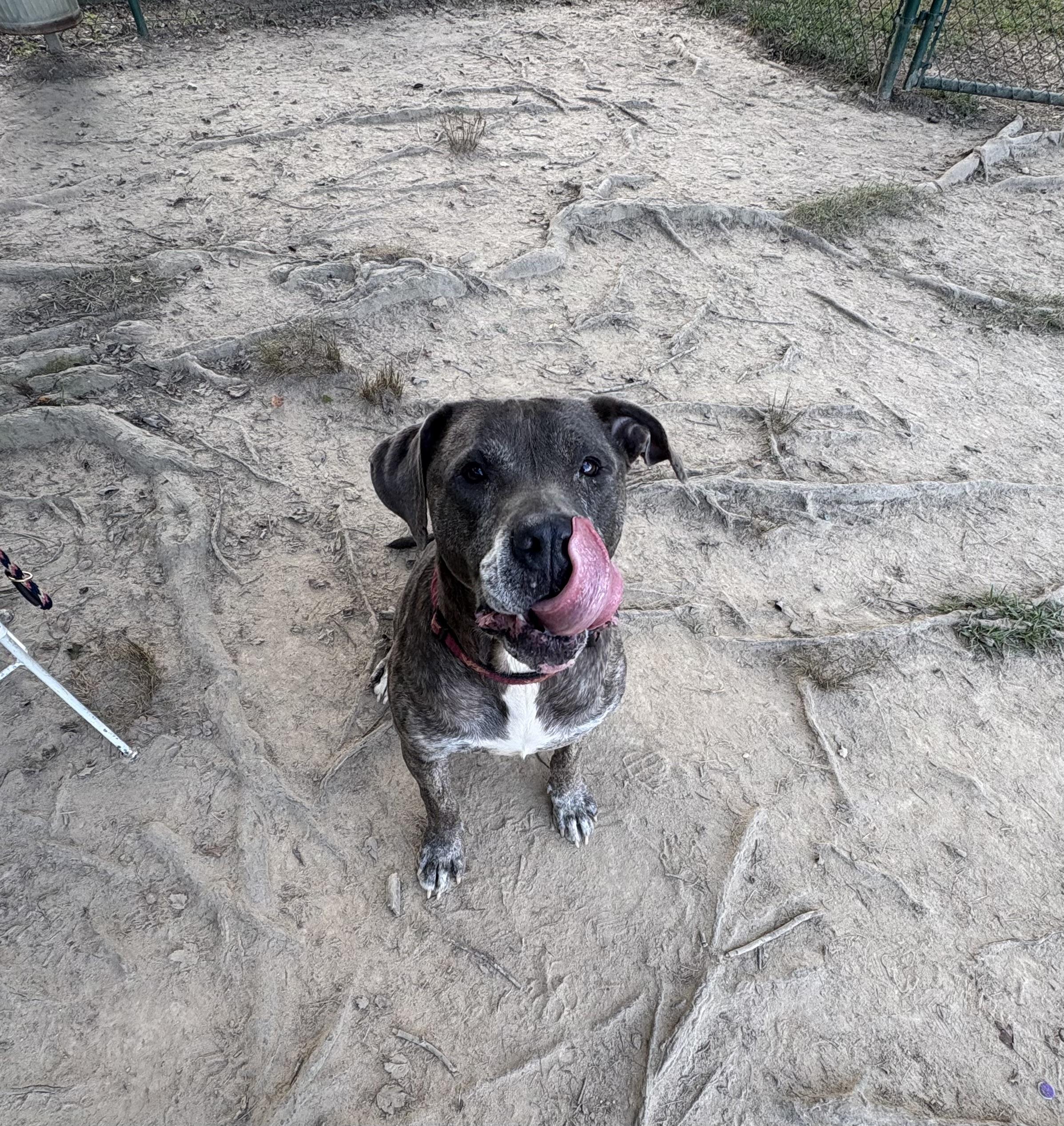 Bobo, a Adoptable mixed breed in Saluda, VA image 2/6