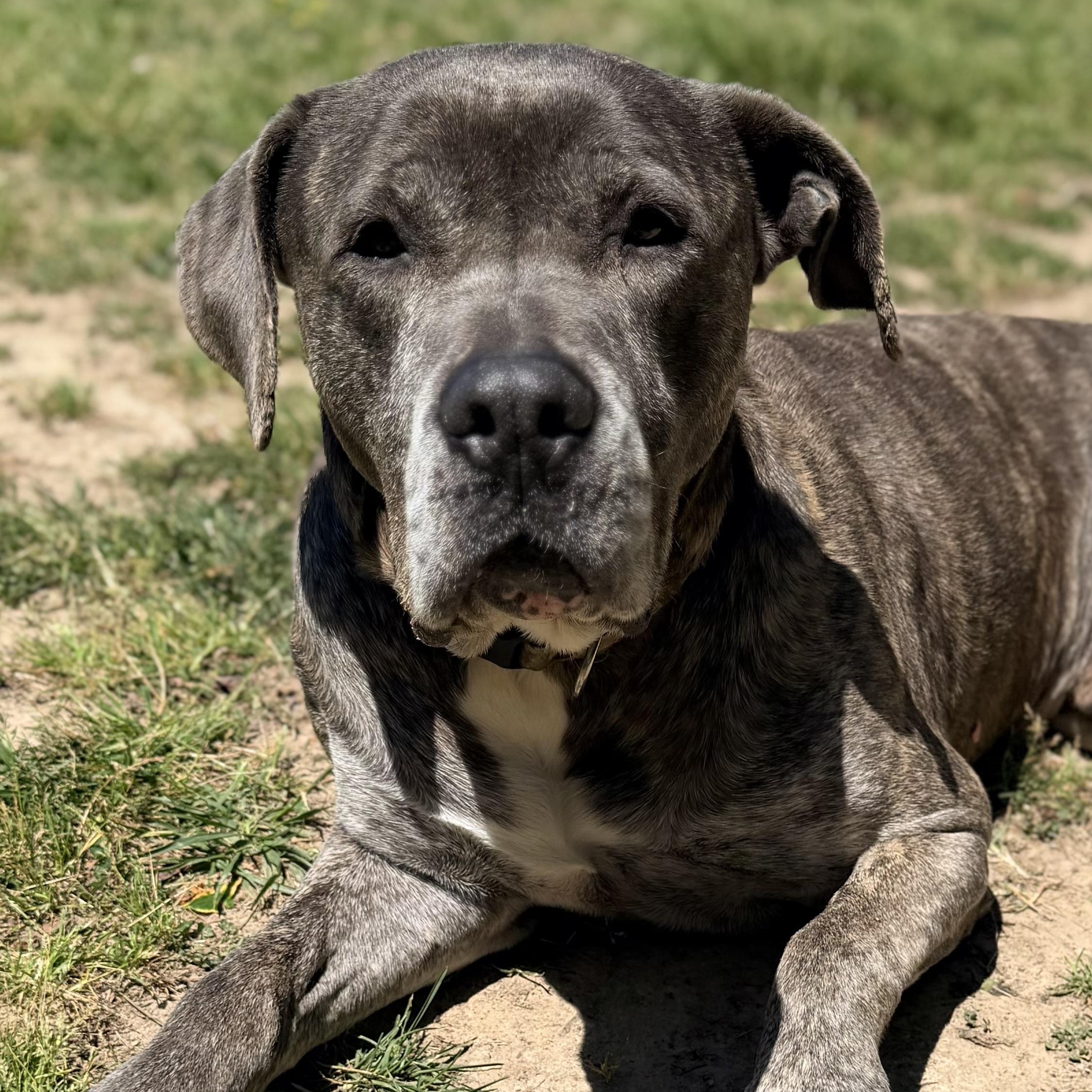 Bobo, a Adoptable mixed breed in Saluda, VA image 1/6