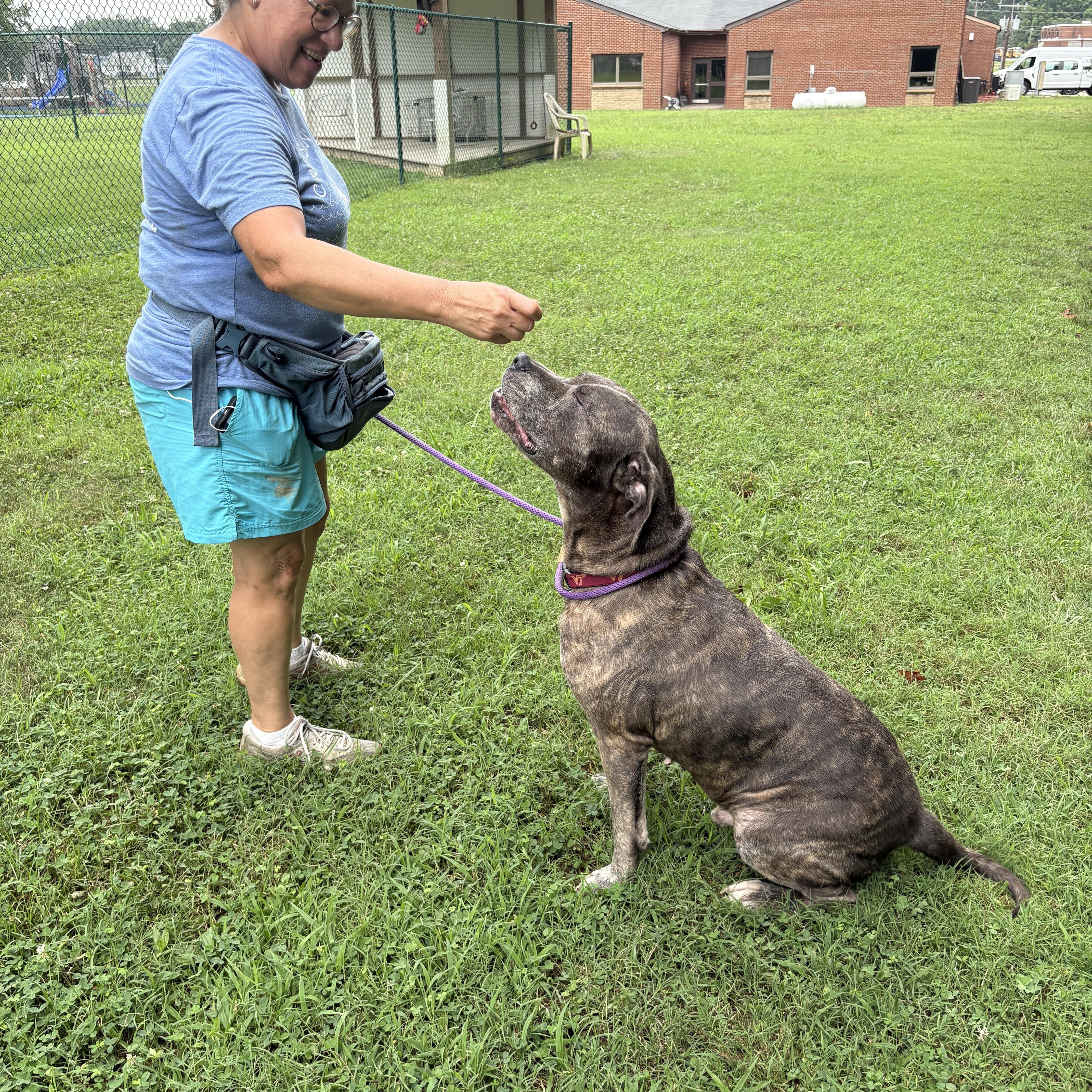 Bobo, an adoptable Bullmastiff in Saluda, VA, 23149 | Photo Image 4