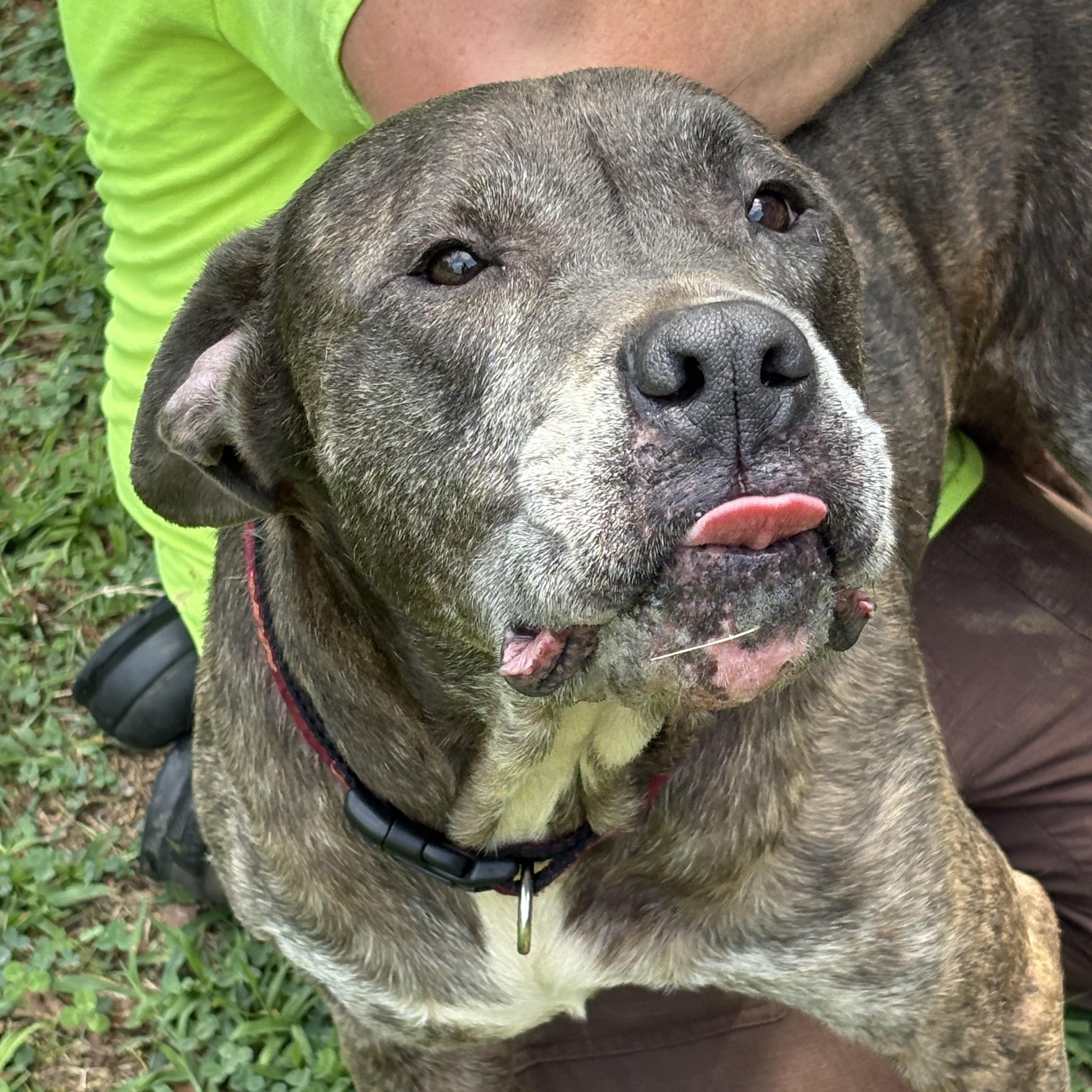 Bobo, Adoptable, Senior Male Bullmastiff.