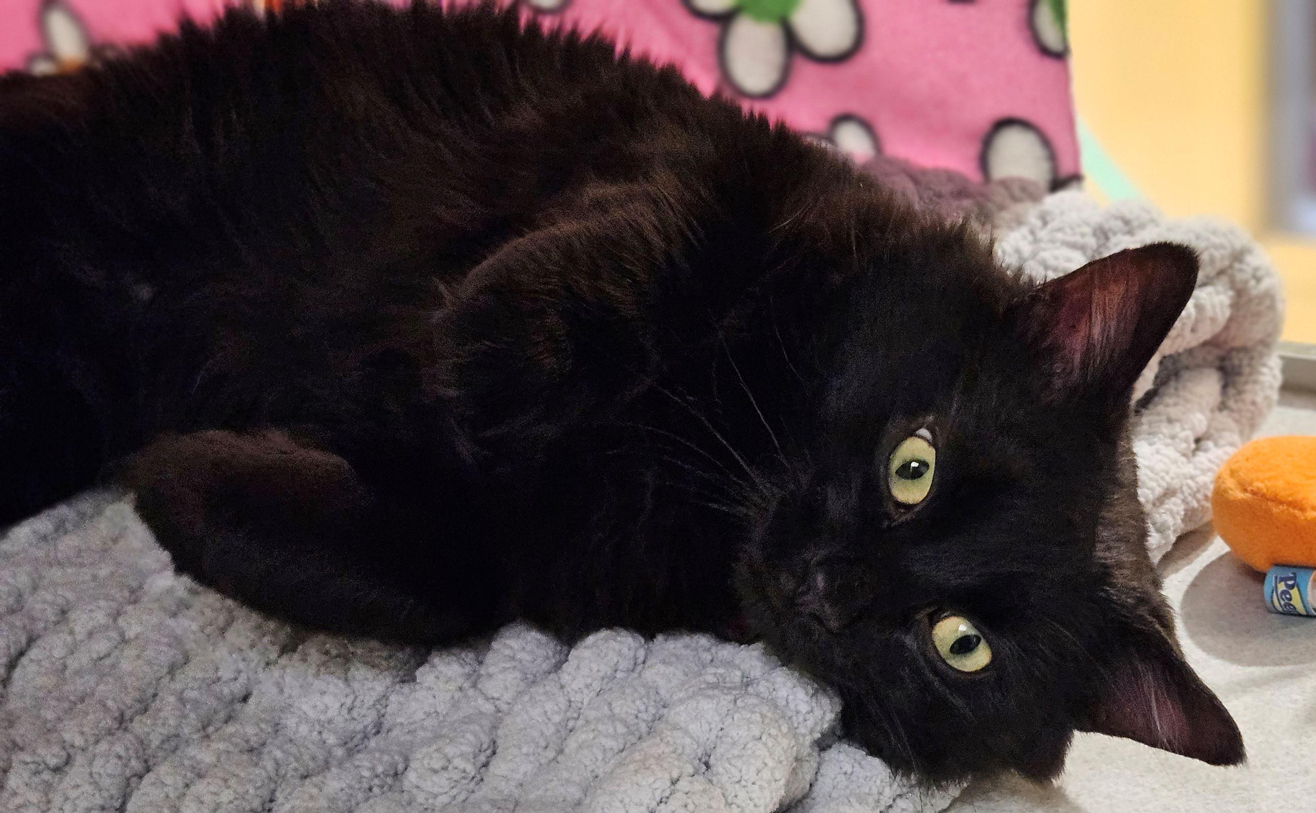 Xoco, adopted, Adult Male Domestic Long Hair.