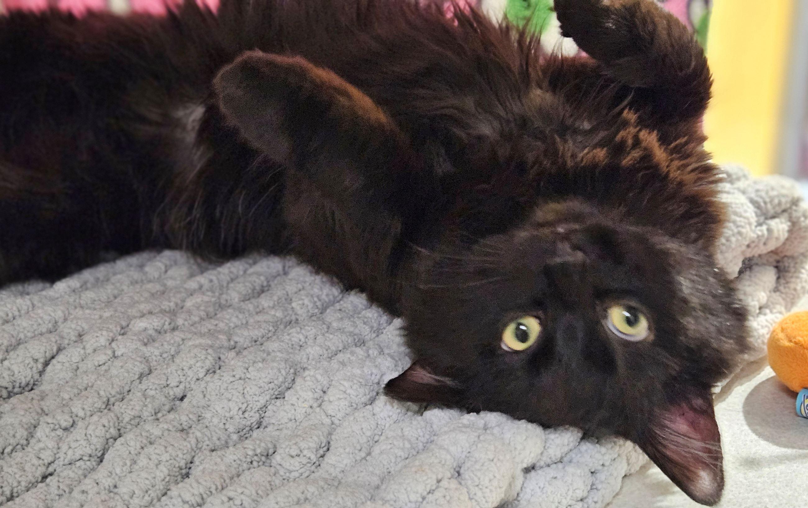 Enlarge Xoco, an adopted Domestic Long Hair in Iowa City, IA image 2/2
