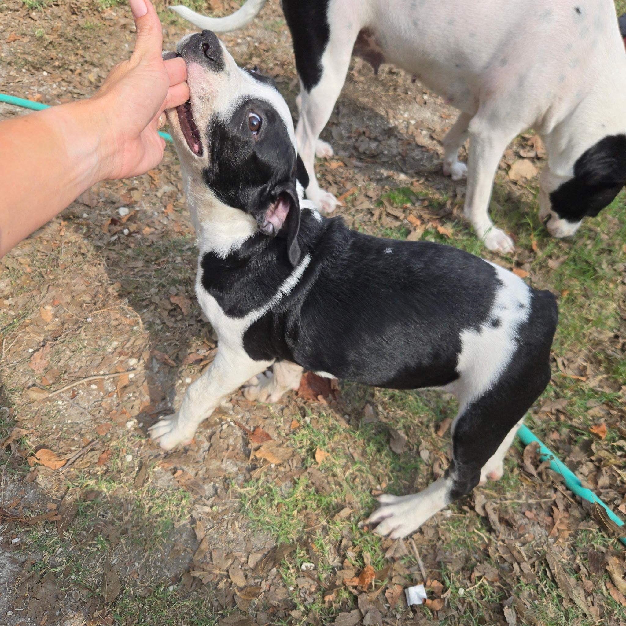 Sasha, a Adoptable mixed breed in Farmersville, TX image 1/3