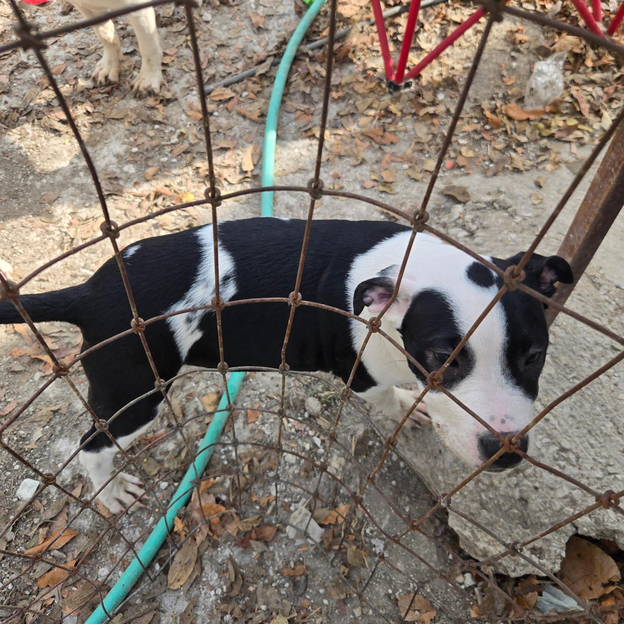 Sasha, a Adoptable mixed breed in Farmersville, TX image 2/3