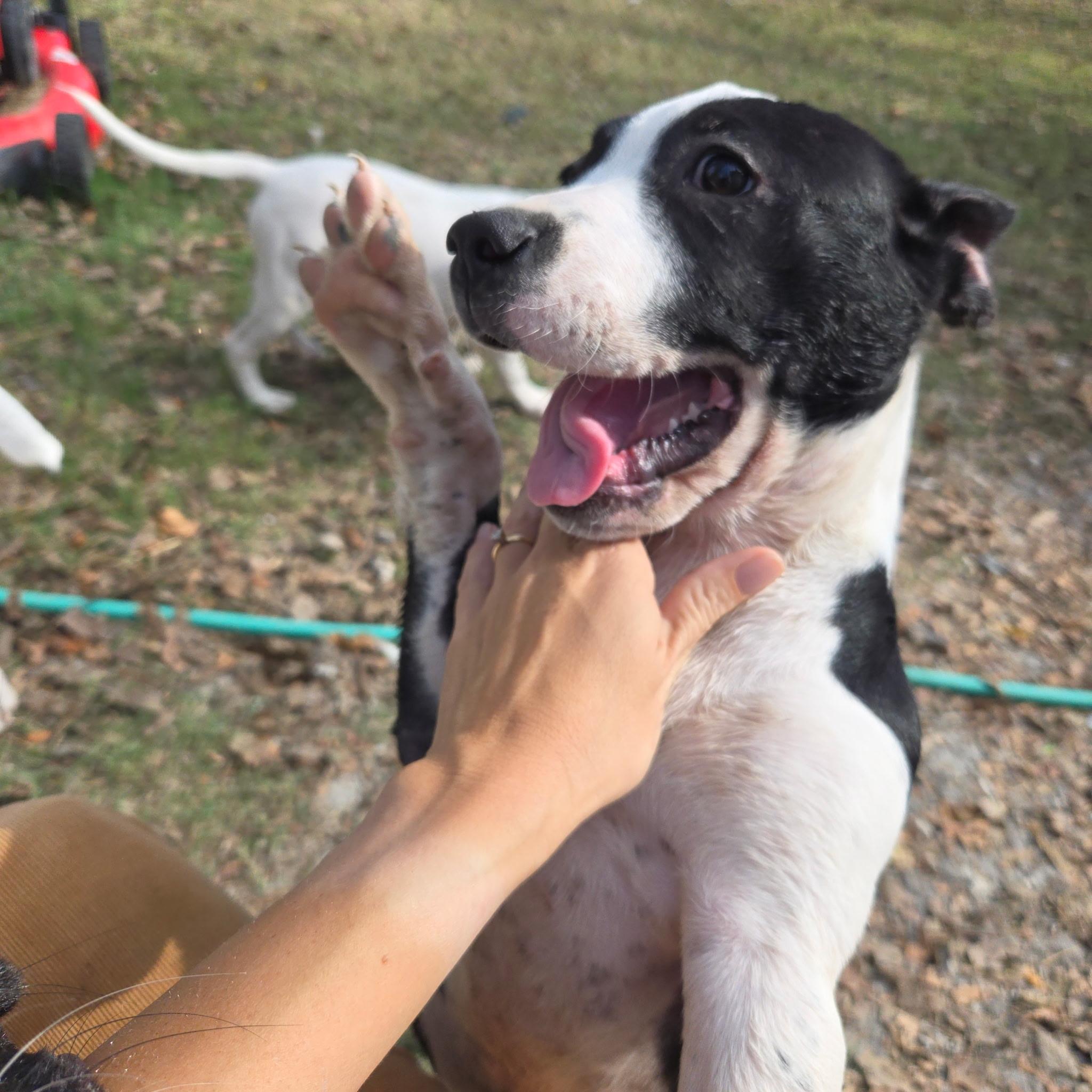 Sasha, a Adoptable mixed breed in Farmersville, TX image 3/3