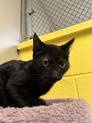 Nebula, a Adoptable Domestic Short Hair in Pottsville, PA image 1/2