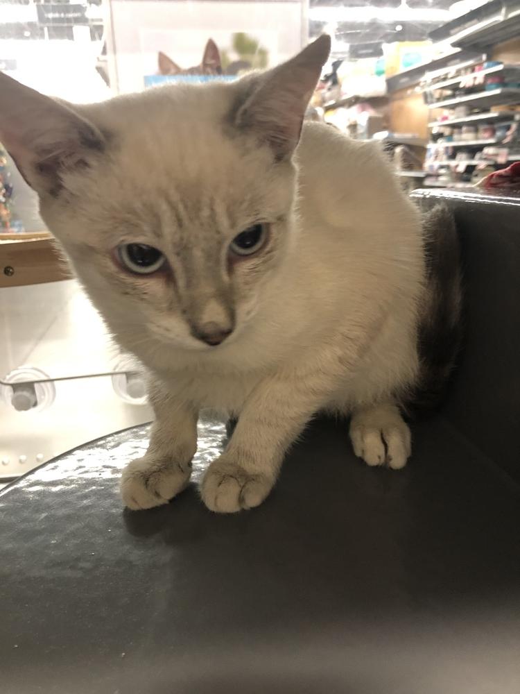 Dazzle, Adopted, Young Male Siamese & Domestic Short Hair.