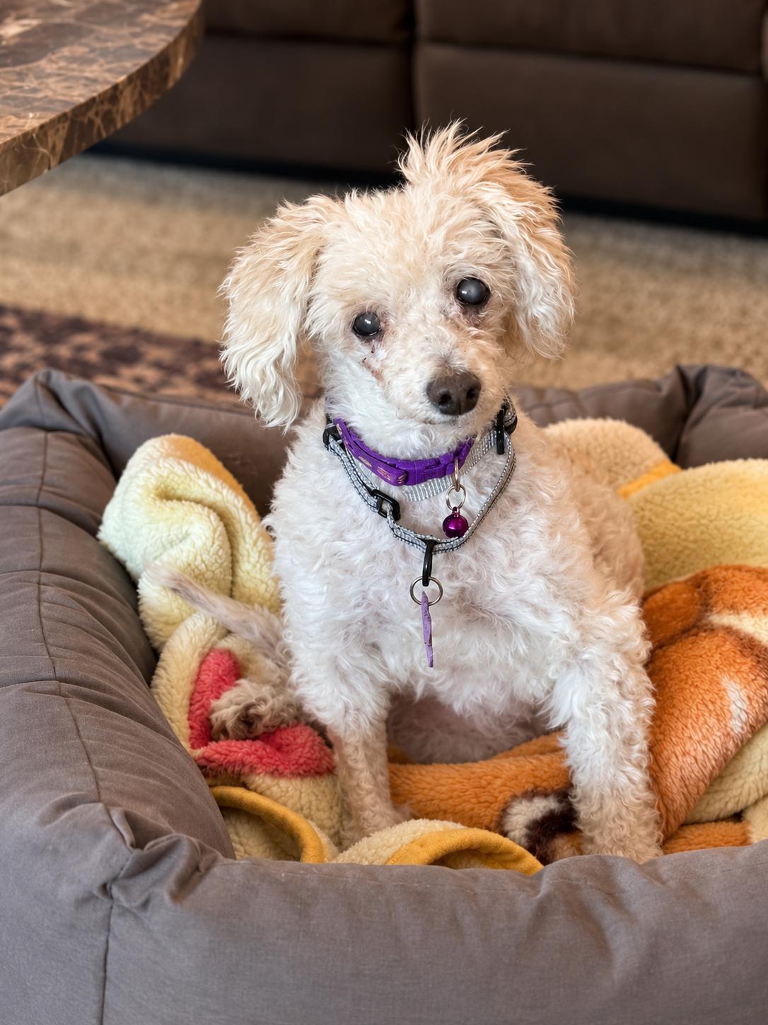 Hope The Low Maintenance Queen, Adoptable, Senior Female Poodle.