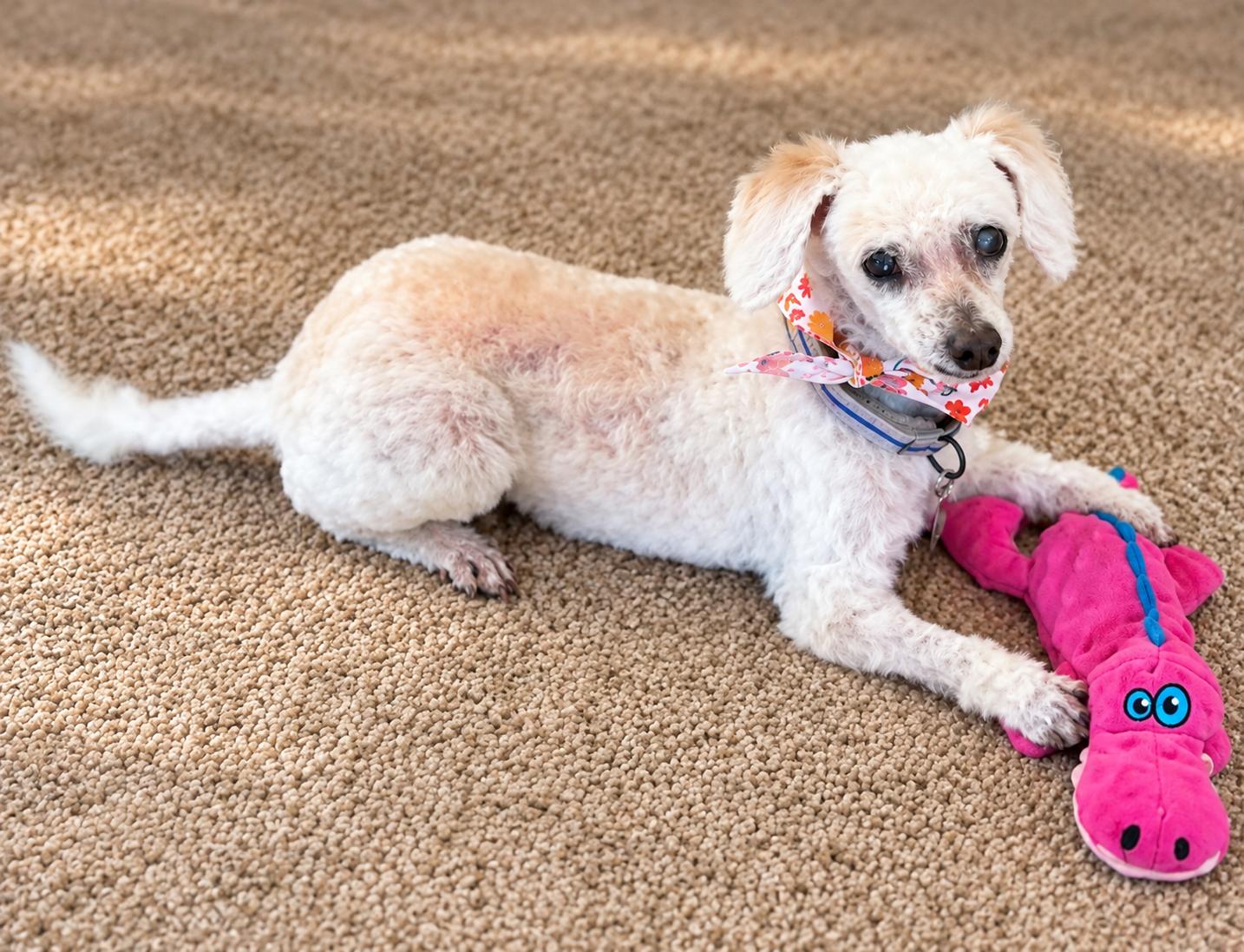 Enlarge Hope The Low Maintenance Queen, a Adoptable mixed breed in Menifee, CA image 2/2