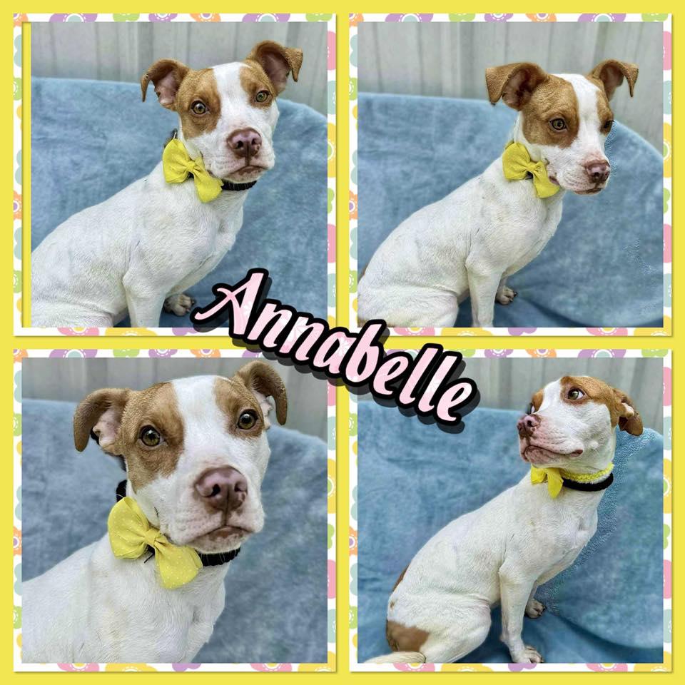 Enlarge Annabelle, a Adoptable mixed breed in Seagoville, TX image 1/1