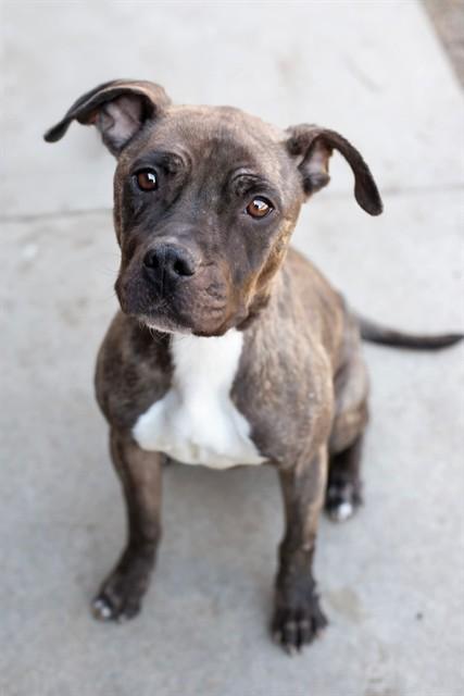 Enlarge SCHATZE, a Adoptable mixed breed in Belleville, IL image 1/1