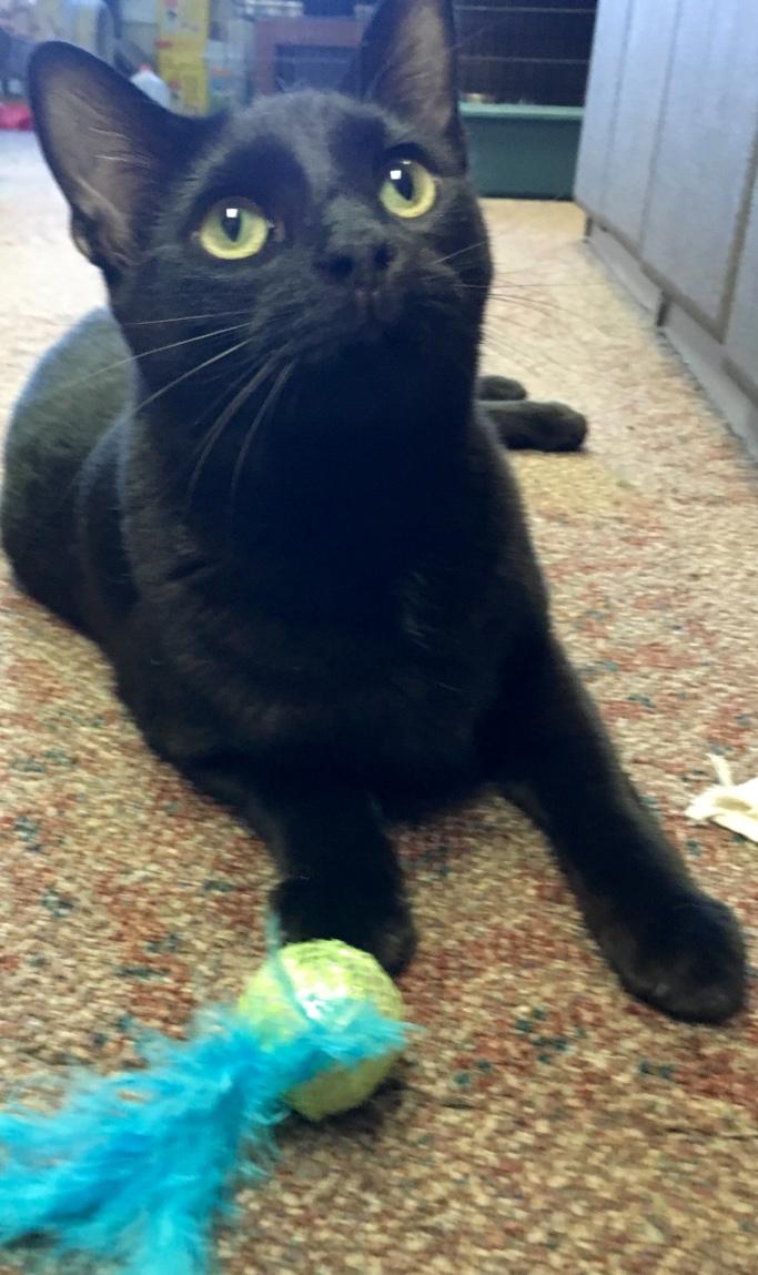 Andy, a Adoptable Domestic Short Hair in Kansas City, MO image 1/2