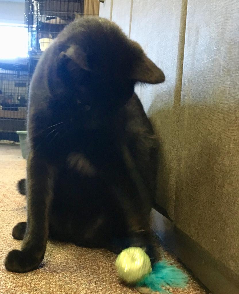 Andy, a Adoptable Domestic Short Hair in Kansas City, MO image 2/2