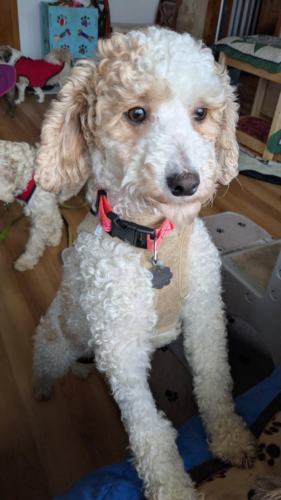 Enlarge Claire, a Adopted Goldendoodle in Crompond, NY image 1/2