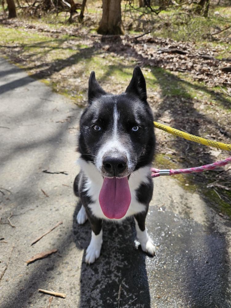 Ace, Adoptable, Adult Male Siberian Husky & Border Collie.