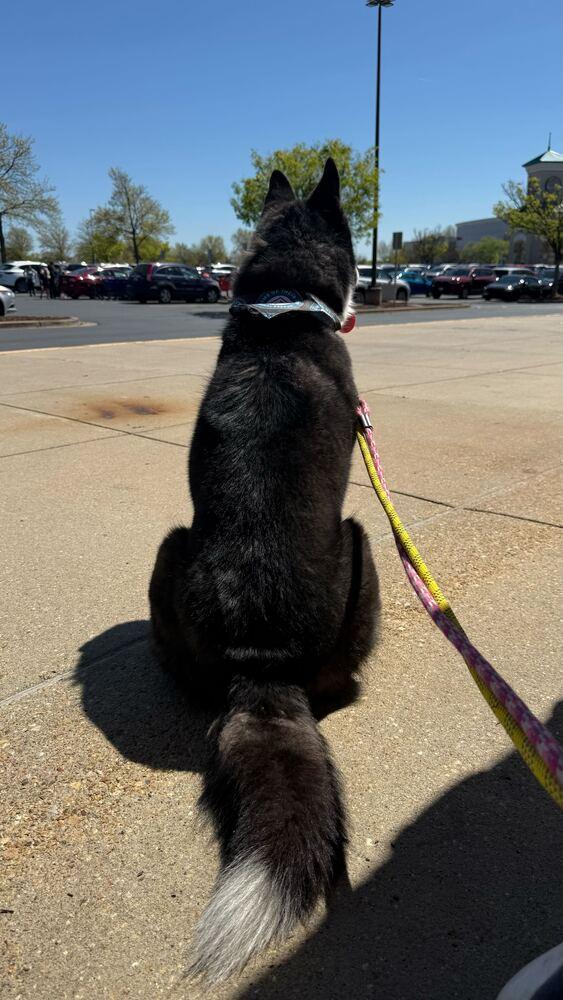 Enlarge Ace, a Adoptable mixed breed in Silver Spring, MD image 2/6