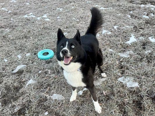 Ace, Adoptable, Adult Male Siberian Husky & Border Collie.