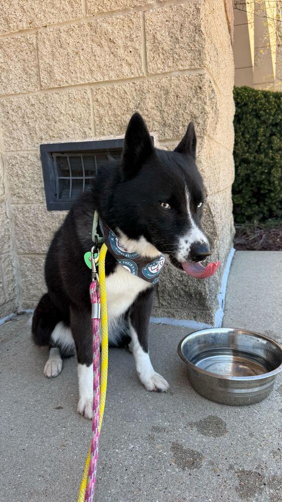 Enlarge Ace, a Adoptable mixed breed in Silver Spring, MD image 3/6