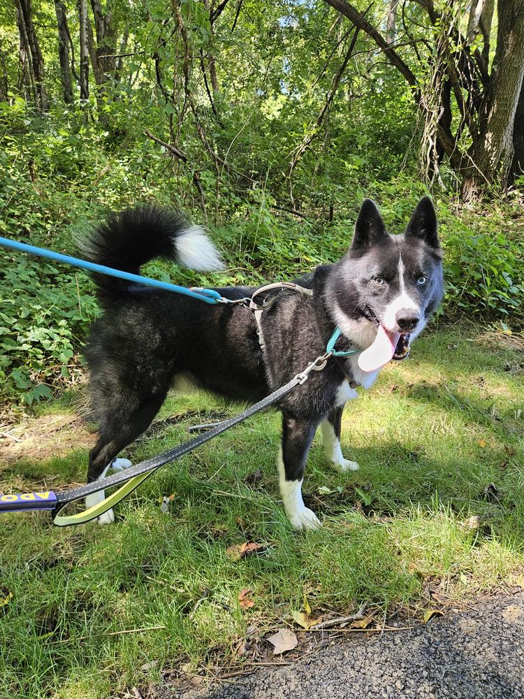 Enlarge Ace, a Adoptable mixed breed in Silver Spring, MD image 2/6