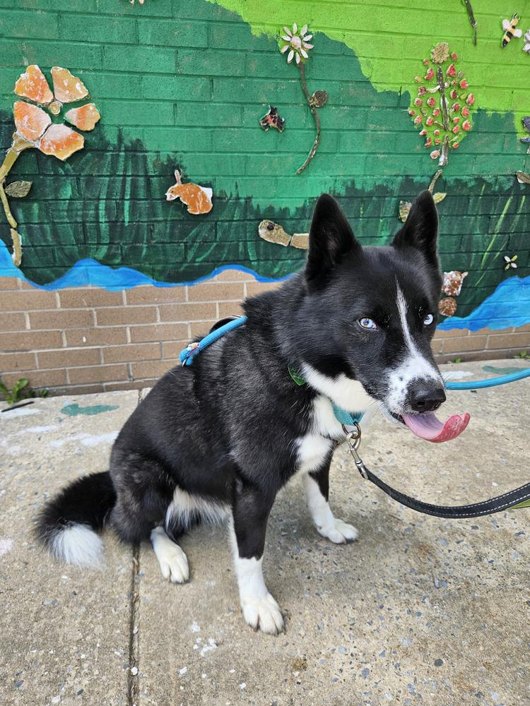 Enlarge Ace, a Adoptable mixed breed in Silver Spring, MD image 3/6